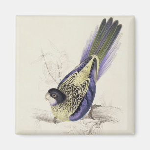Platycercus Brownii oder Browns Parrakeet (Platte Magnet