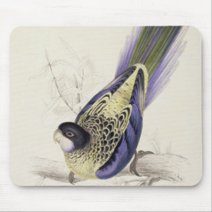 Platycercus Brownii oder Browns Parrakeet (Platte Mousepad