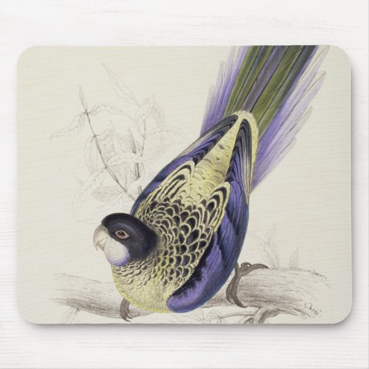 Platycercus Brownii oder Browns Parrakeet (Platte Mousepad (Vorne)