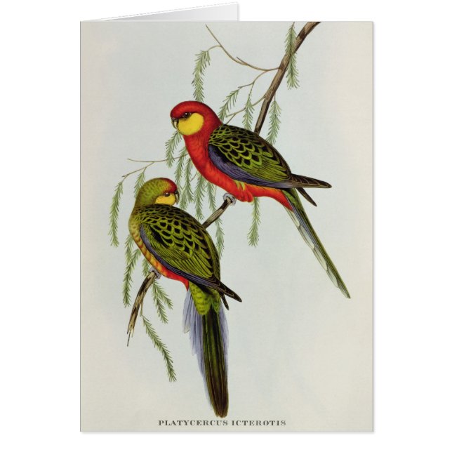 Platycercus Icterotis (Vorne)