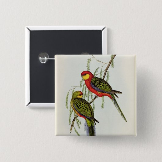 Platycercus Icterotis Button (Vorne & Hinten)