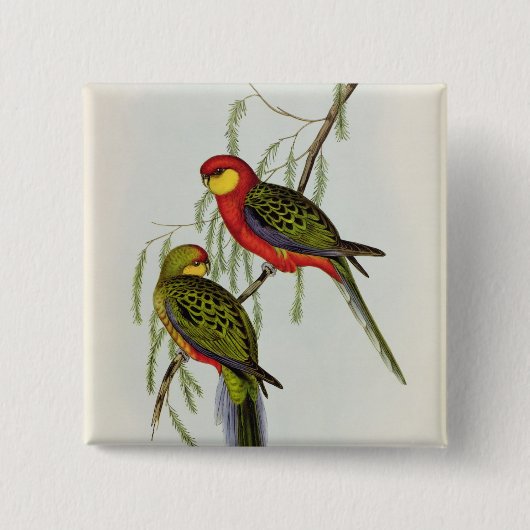 Platycercus Icterotis Button (Vorderseite)