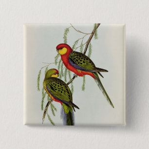 Platycercus Icterotis Button