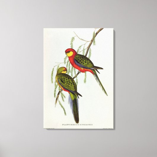 Platycercus Icterotis Leinwanddruck (Vorderseite)