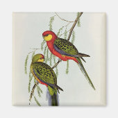 Platycercus Icterotis Magnet (Vorne)