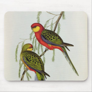 Platycercus Icterotis Mousepad