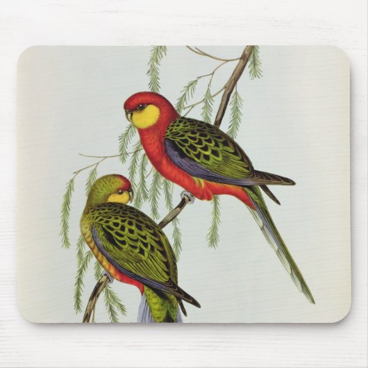 Platycercus Icterotis Mousepad (Vorne)