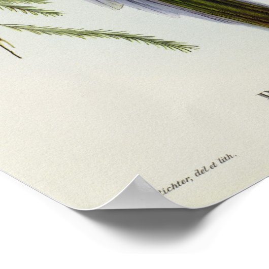 Platycercus Icterotis Poster (Ecke)