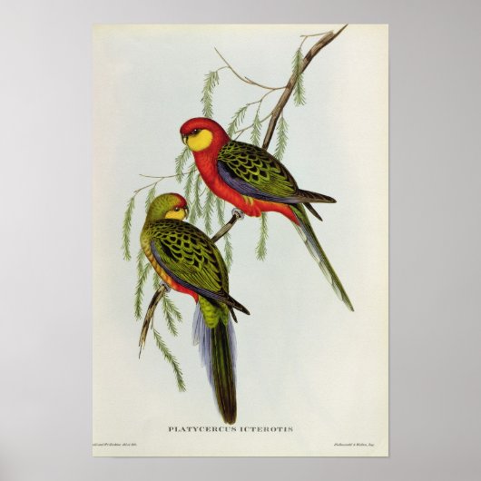 Platycercus Icterotis Poster (Vorne)