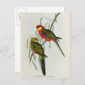 Platycercus Icterotis Postkarte (Vorne/Hinten)