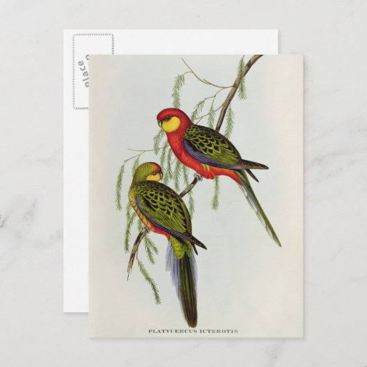 Platycercus Icterotis Postkarte (Vorne/Hinten)