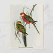 Platycercus Icterotis Postkarte (Vorderseite)