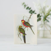 Platycercus Icterotis Postkarte (Stehend Vorderseite)