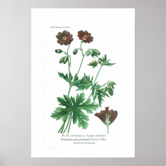 Platypetalum Poster (Vorne)