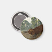Platypus am Ufer Magnet (Vorderseite/Rückseite)