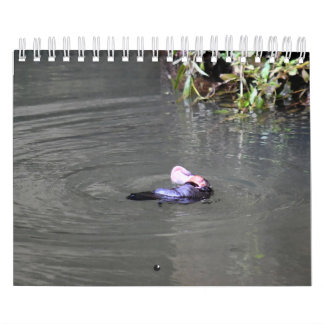 PLATYPUS AUSTRALIA KALENDER