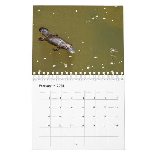 PLATYPUS AUSTRALIA KALENDER (Feb 2026)