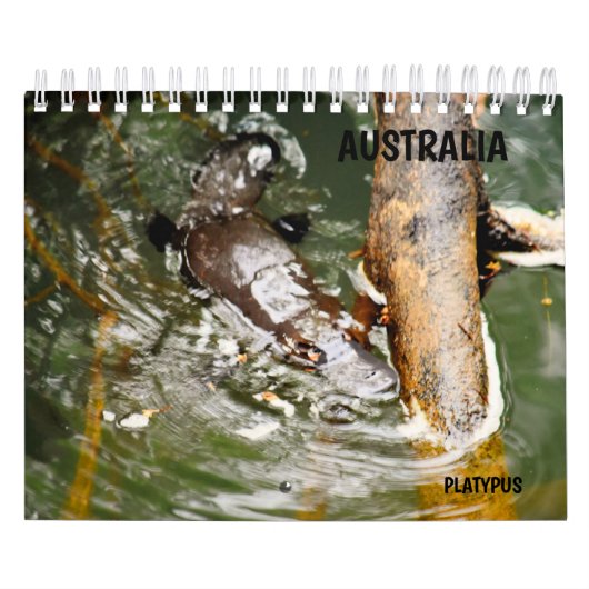 PLATYPUS AUSTRALIEN KALENDER (Titelbild)