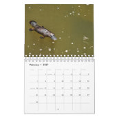 PLATYPUS AUSTRALIEN KALENDER (Feb 2027)