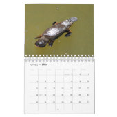 PLATYPUS AUSTRALIEN KALENDER (Jan 2026)