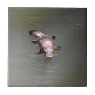 PLATYPUS EUNGELLA NATIONALPARK AUSTRALIEN FLIESE