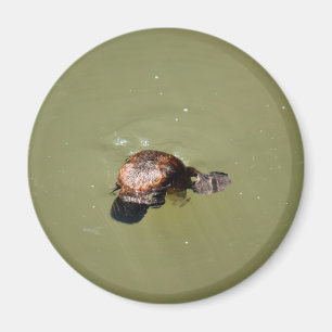 PLATYPUS EUNGELLA NATIONALPARK AUSTRALIEN MAGNET