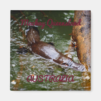 PLATYPUS EUNGELLA NATIONALPARK AUSTRALIEN MAGNET
