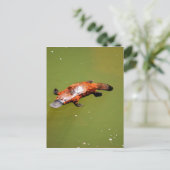 PLATYPUS EUNGELLA NATIONALPARK AUSTRALIEN POSTKARTE (Stehend Vorderseite)