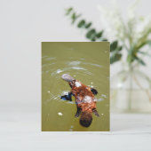 PLATYPUS EUNGELLA NATIONALPARK AUSTRALIEN POSTKARTE (Stehend Vorderseite)