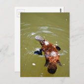 PLATYPUS EUNGELLA NATIONALPARK AUSTRALIEN POSTKARTE (Vorne/Hinten)