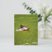 PLATYPUS IN WASSER EUNGELLA AUSTRALIA POSTKARTE (Stehend Vorderseite)