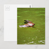 PLATYPUS IN WASSER EUNGELLA AUSTRALIA POSTKARTE (Vorne/Hinten)