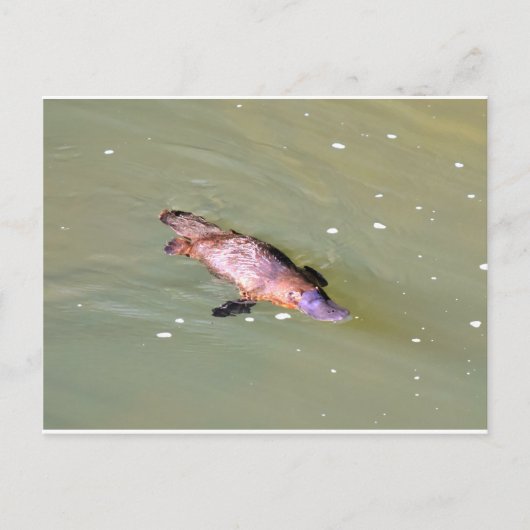 PLATYPUS IN WASSER EUNGELLA AUSTRALIA POSTKARTE (Vorderseite)