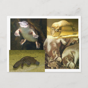 Platypus Panorama Postkarte