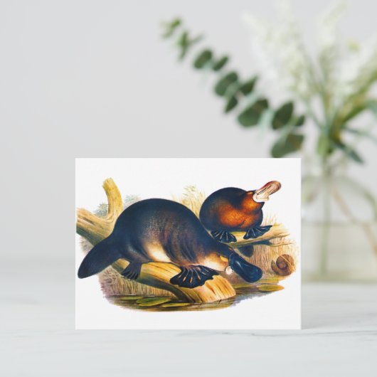 Platypus Postkarte (Stehend Vorderseite)