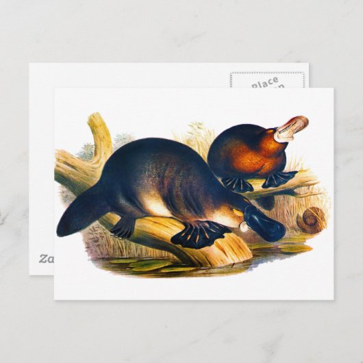 Platypus Postkarte (Vorne/Hinten)