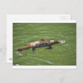 PLATYPUS QUEENSLAND AUSTRALIEN POSTKARTE (Vorne/Hinten)