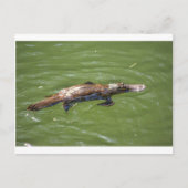 PLATYPUS QUEENSLAND AUSTRALIEN POSTKARTE (Vorderseite)