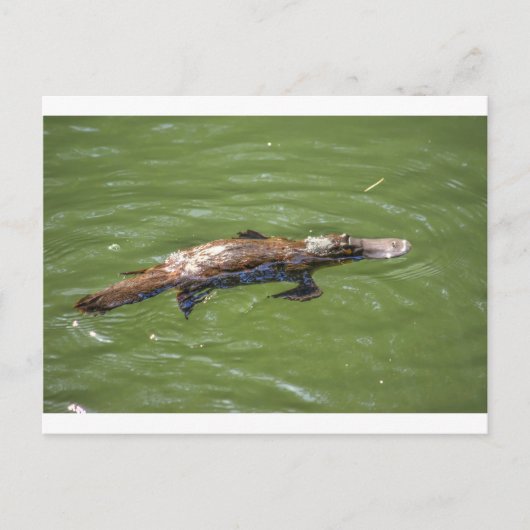 PLATYPUS QUEENSLAND AUSTRALIEN POSTKARTE (Vorderseite)