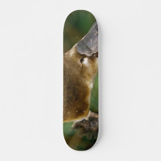 Platypus Skateboard (Vorne)