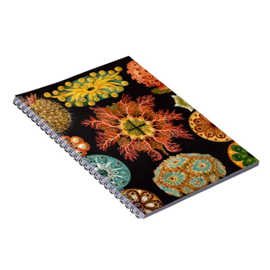 Platz des Seepuchts Notizblock (Rechte Seite)