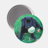 Play Ball - Labrador Puppy - Black Lab Magnet (Vorderseite/Rückseite)