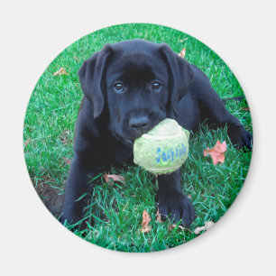 Play Ball - Labrador Puppy - Black Lab Magnet