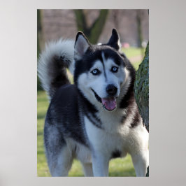 Playful Alaska Husky Schlitten Dog Schöne Kunst dr Poster