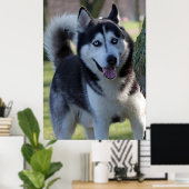 Playful Alaska Husky Schlitten Dog Schöne Kunst dr Poster (Heimbüro)