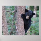 Playful Baby Black Bear Cube in Tree Foto Poster (Vorne)