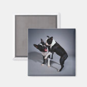 Playful Boston Terriers Magnet (Vorderseite/Rückseite)