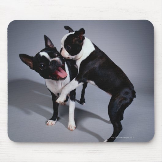 Playful Boston Terriers Mousepad (Vorne)