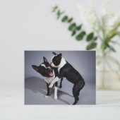 Playful Boston Terriers Postkarte (Stehend Vorderseite)
