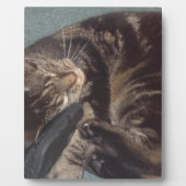 Playful Dave Fotoplatte (Vorderseite)